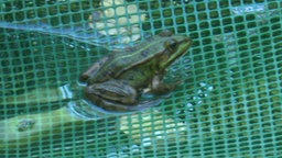 Teichfrosch in Biotop