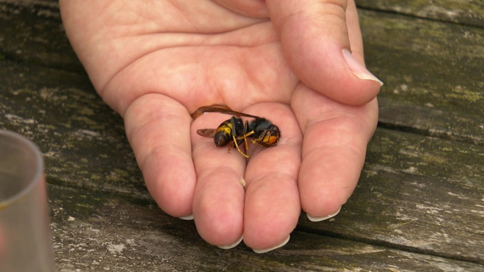 eine tote Hornisse in der Hand einer Person