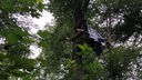 Aktivisten besetzen Bäume im Gremberger Wäldchen