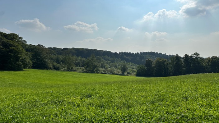 Zu sehen ist eine Wiese unter blauem Himmel.