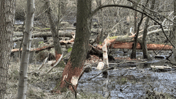 Man sieht viele Bäume die teils stark abgenagt und zerteilt sind und sich übereinander stapeln. Am Waldboden bilden sich sumpfartige große Wasserpfützen.