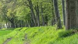 Sattes grünes Gras auf einem unbefestigten Weg sowie auf der meterhohen Erhebung, auf der auch noch Bäume wachsen