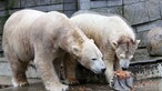 Zwei Eisbären mit einer "Eisbombe" im Grünen Zoo Wuppertal