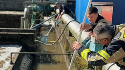 Zu sehen sind Personen, die mit Keschern versuchen etwas aus dem Wasser zu befreien