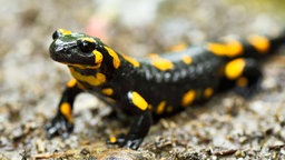 Auf dem Foto ist ein schwarz-gelb gepunkteter Feuersalamander auf Waldboden.