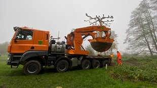 Auf dem Foto ist ein großes, orangenes Fahrzeug mit einer Hebevorrichtung, in der die Platane mit Erde transportiert wird.