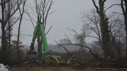 Rodungen am Hambacher Forst