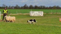 Ein Border-Collie treibt die Schafe durch den Parcours