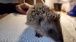 Ein Igel