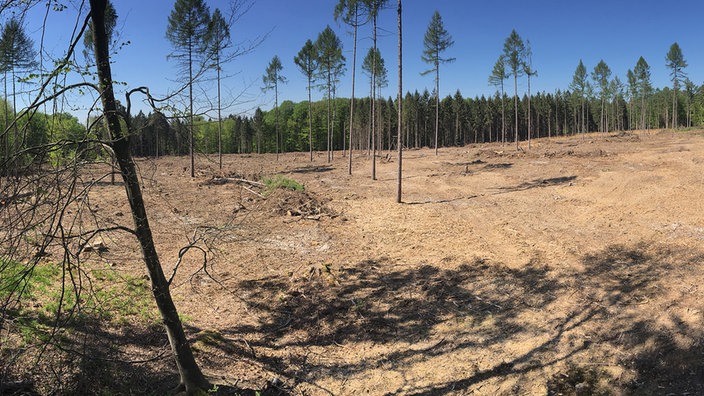 Ein paar vereinzelte Fichten stehen in einem Waldstück auf trockenem Boden