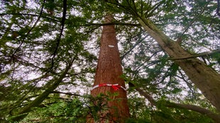 Alter großer Baum in Moers