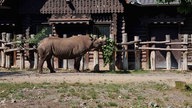 Nashorn Malte riecht an einem Gebüsch