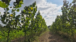 Auf dem Bild sind frisch auf einem Feld eingepflanzte Pappeln zu erkennen.