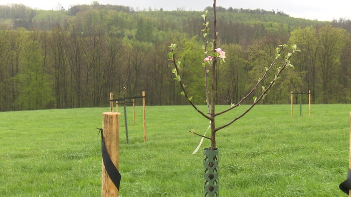 Frisch gepflanzter Apfelbaum in Blüte