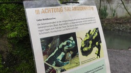 Zetteln mit Feuersalamander hängt an einem moosbewachsenen Baum