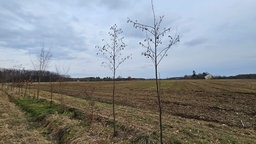 Eine Reihe junger Bäume steht neben einem Feld