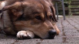 Hund liegt auf dem Boden