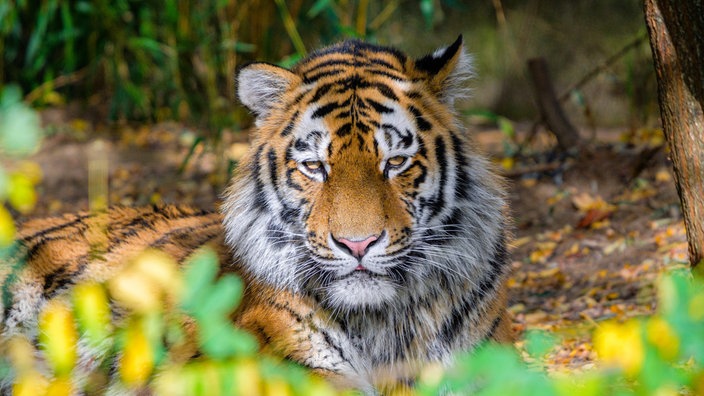 Tiger liegt in der Sonne, schaut in Kamera