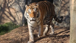 Tigerin schaut in die Kamera