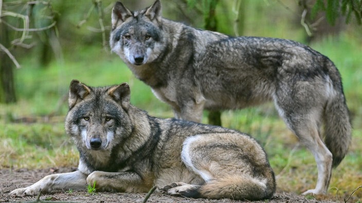 Zwei reinrassige Wölfe schauen in die Kamera