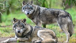 Zwei Wölfe in einem Wildpark-Gehege