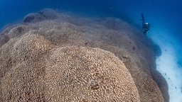 Ein Taucher schwimmt neben einer riesigen Koralle