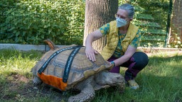 Eine Frau in gelber Weste streichelt den Panzer der großen Schildkröte.