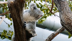 Das Bild zeigt ein Koala-Weibchen mit Jungtier auf einem Baum