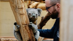 Das Bild zeigt den ältesten Koala Europas zusammen mit seinem Tierpfleger.