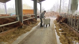 Das Bild zeigt Kühe, die mit dem Kopf durch den Zaun schauen und Heu essen