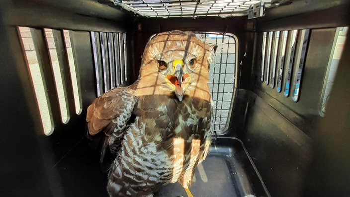 Der Greifvogel wurde aus dem Bochumer Gleisbett gerettet