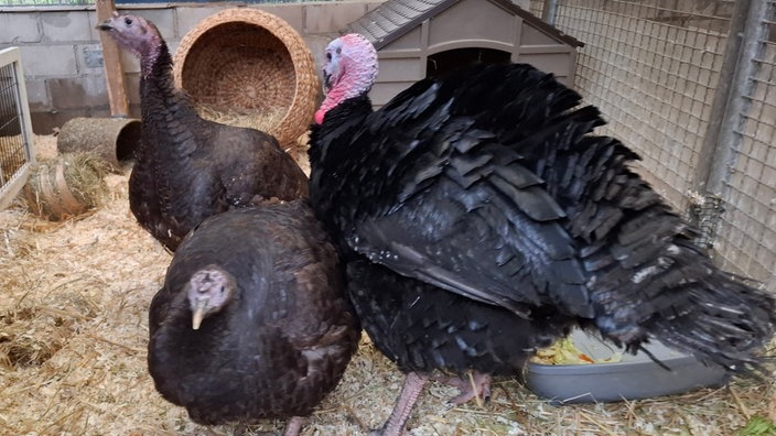 Die drei in Mülheim gefundenen Truthähne in einem Gehege im Essener Tierheim