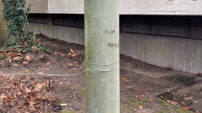 Das Drahtseil ist um den Baum gewickelt.