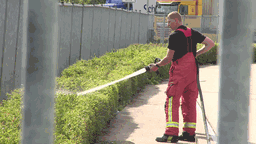 Feuerwehrmann benässt Hecke mit Schlauch