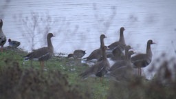 Wildgänse am und im Wasser stehend