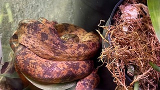 Eine Boa liegt in einem Terrarium in einer Wohnung in Bochum