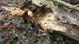 Ein Stück eines am Boden liegenden Baumes, das Holz ist zum Teil schwarz