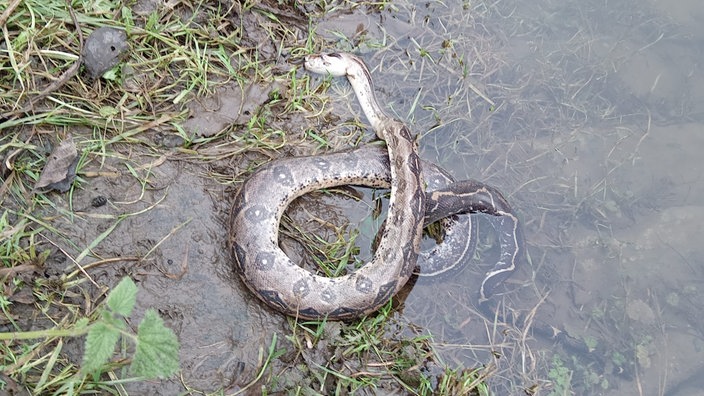 Das Bild zeigt eine tote Schlange im Wasser in der Ruhr bei Hattingen