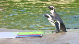 Zwei Pinguine aus der Zoom Erlebniswelt Gelsenkirchen stehen seitlich am Beckenrand