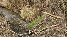 Ein Biberdamm am Wasser