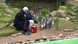 Zwei Personen füttern Brillenpinguine mit Fisch