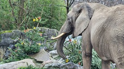 Ein Elefant schnüffelt an einem Tannenbaum, der mit Paprika geschmückt ist.