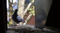 Eine Taube sitzt am Einflug des Taubenschlags auf dem Dachboden in Gelsenkirchen