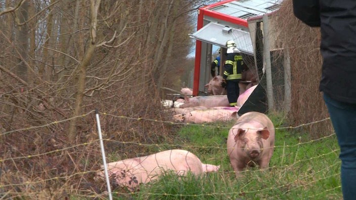 Ein umgestürzter Tiertransporter steht am Waldrand, mehrere Schweine laufen frei auf einer Wiese herum. 