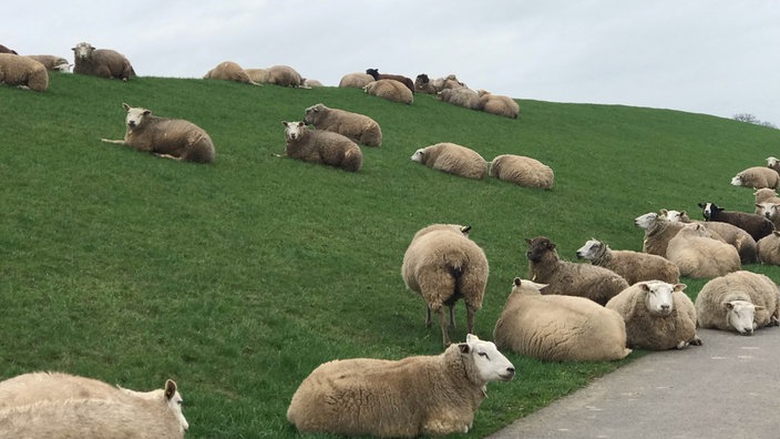 Schafe auf dem Deich