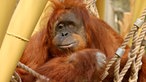 Das in der ZOOM Erlebniswelt lebende Orang-Utan-Weibchen Kasih ist am 19. März 2023 61 Jahre alt geworden.