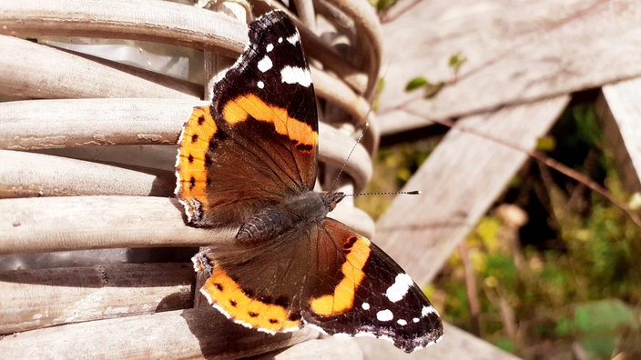 Ein Admiral-Schmetterling sonnt sich