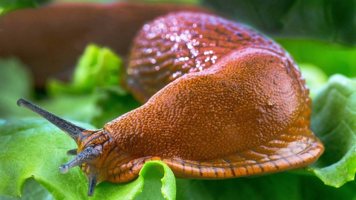 Eine Schnecke frisst sich durch ein Salatblatt