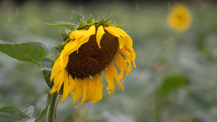 Sonnenblume steht bei Regen auf Feld