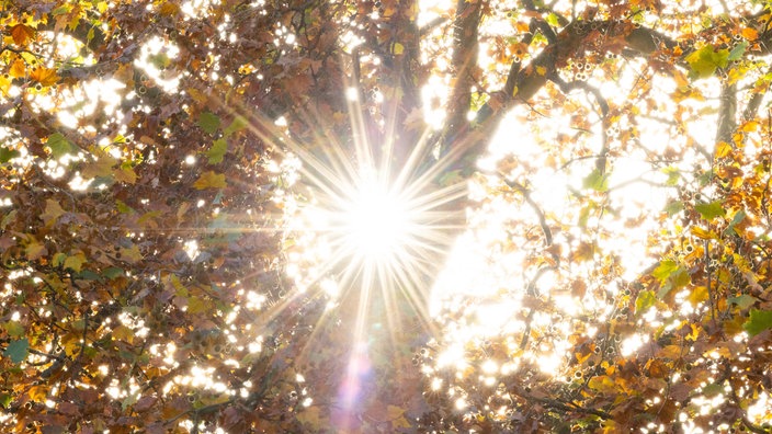 Die bunten Blätter einer Platane werden von der Sonne angestrahlt.